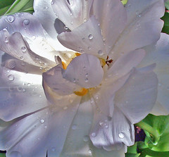 tulip