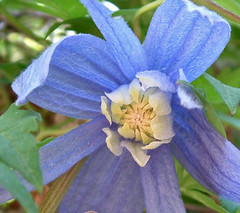 blue clematis