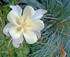columbine