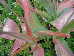 20 rain on tulip leaves