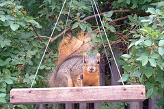 morning squirrel