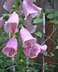 foxglove
