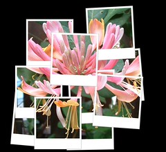 Honeysuckle after Hockney