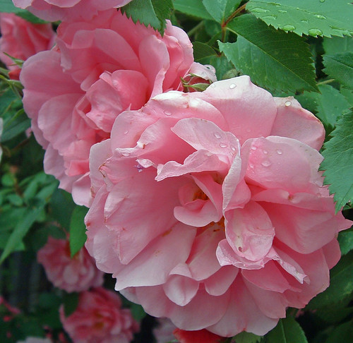 john davis rose
