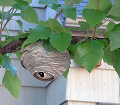 wasp nest