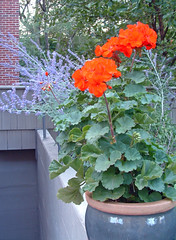 29 geranium with blue sage