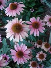 35 susan