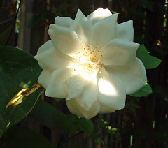 1 iceberg rose