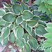 4 shade garden