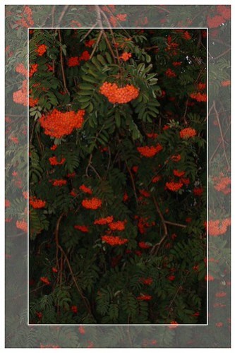 Mountain Ash
