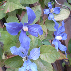 18 blue clematis