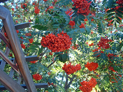 mountain ash over the arbor