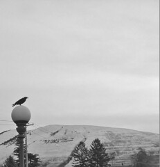 Winter Crow