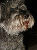 48 lucy