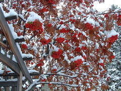 4 ashes, berries, snow