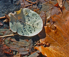 3 autumn ground