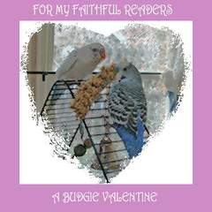 A Budgie Valentine