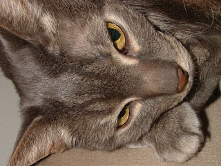 Carnival of the Cats Catmodel of the Week