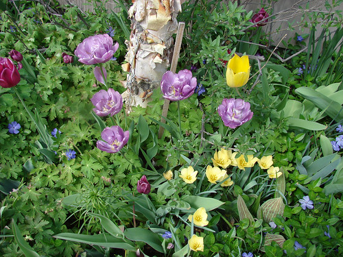 front garden
