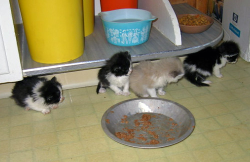 orphans