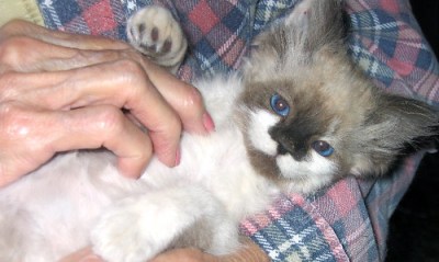 ItsyBitsy- cute kitten
