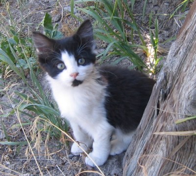 Bozo - cute kitten