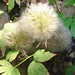 clematis gone to seed