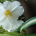12 begonia