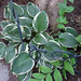 26 hosta