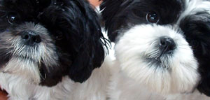 Leo & Gus