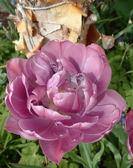 tulip & birch