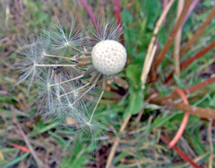 dandelion