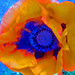 red poppy
