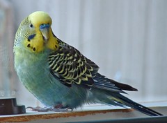 green & yellow parakeet