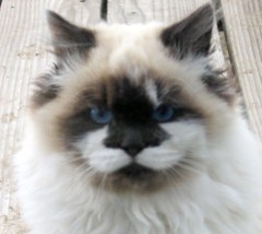 ItsyBitsy, channeling Garfield