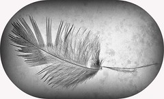 feather