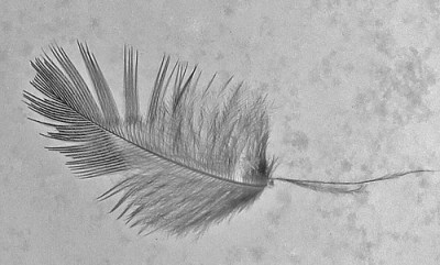 feather