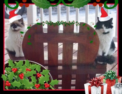 cats in santa hats