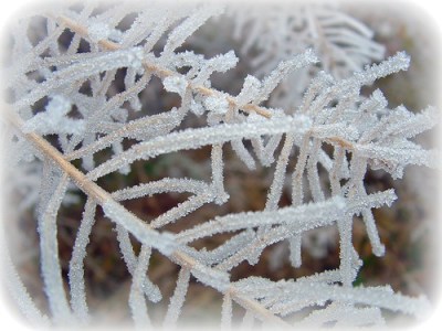 frost on branches
