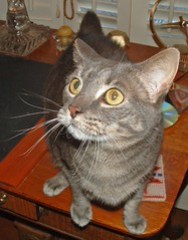grey tabby manx