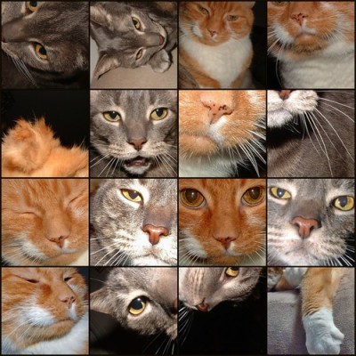 cats cats cats