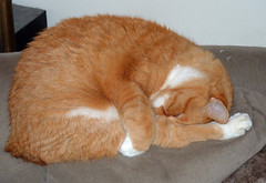 orange tabby manx