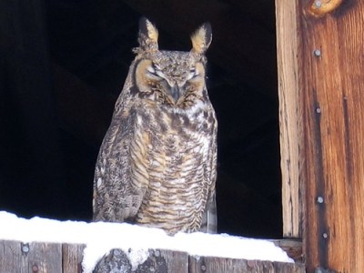 owl - cousin sue's photo