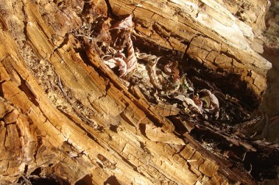 Tree stump