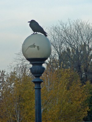 autumn crow