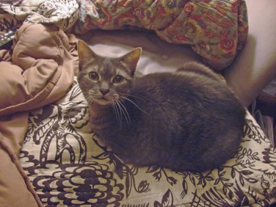 tabby cat
