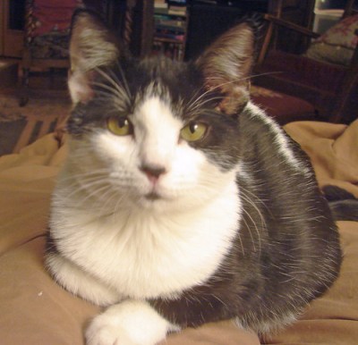black & white cat