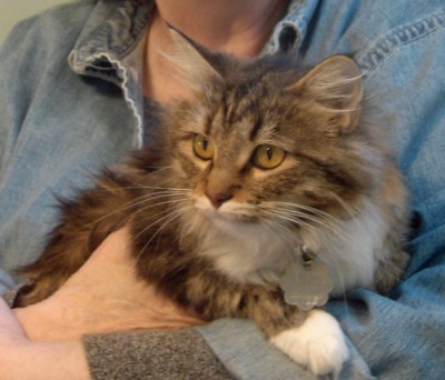 long-haired tabby