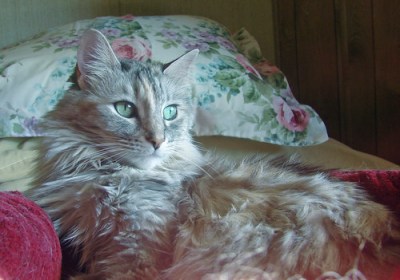long-haired torti