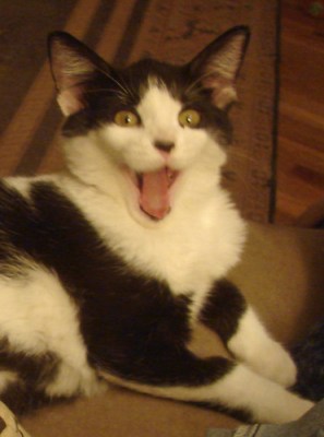 shocked black & white kitten